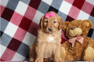 Diana - Golden Retriever for sale