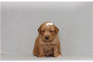 Serena - Golden Retriever for sale