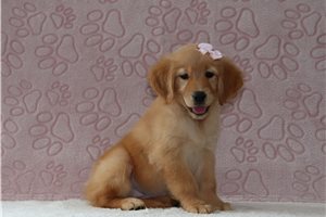 Anya - Golden Retriever for sale