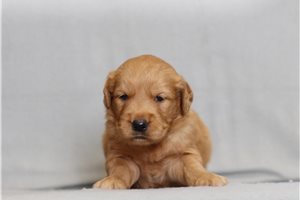 Gideon - Golden Retriever for sale