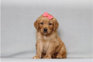 Adelaide - Golden Retriever for sale