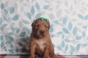 Cade - Golden Retriever for sale