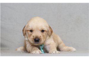 Shane - Golden Retriever for sale