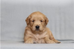 Gunther - Golden Retriever for sale