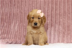 Elise - Golden Retriever for sale