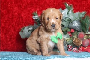 Dodge - Golden Retriever for sale