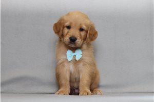 Adler - Golden Retriever for sale
