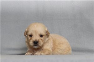 Ivan - Golden Retriever for sale