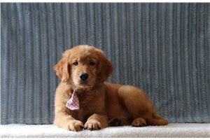 Kodiak - Golden Retriever for sale