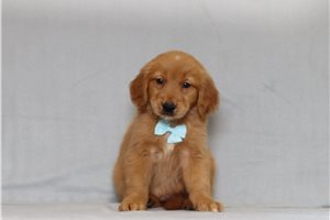 Kohen - Golden Retriever for sale