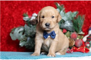 Dixon - Golden Retriever for sale