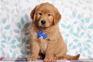 Otis - Golden Retriever for sale