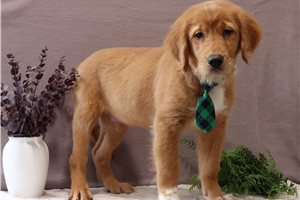 Domingo - Golden Retriever for sale