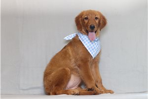 Diana - Golden Retriever for sale