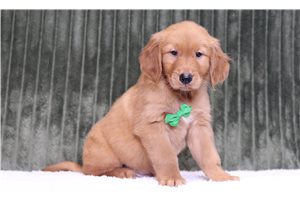 Gallow - Golden Retriever for sale