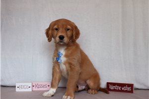 Domingo - Golden Retriever for sale
