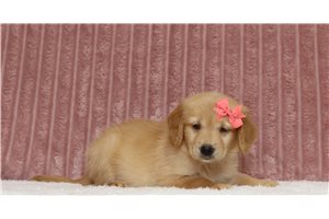 Elise - Golden Retriever for sale