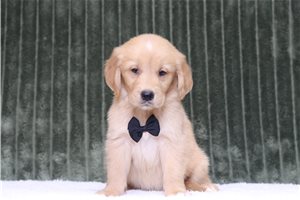 Edward - Golden Retriever for sale
