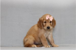 Adele - Golden Retriever for sale