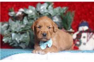 Dior - Golden Retriever for sale