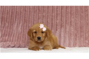 Elaine - Golden Retriever for sale