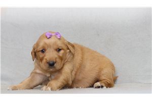Sydney - Golden Retriever for sale