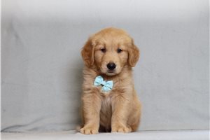 Gunther - Golden Retriever for sale
