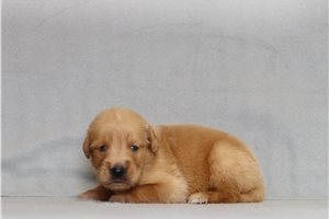 Aether - Golden Retriever for sale