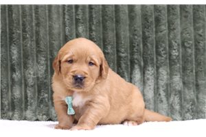 Gabriel - Golden Retriever for sale