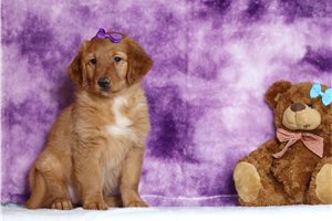 Diana - Golden Retriever for sale