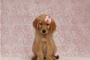 Elena - Golden Retriever for sale