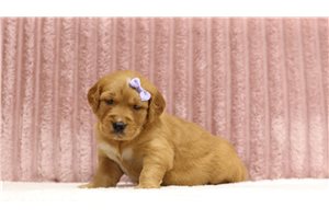Genevieve - Golden Retriever for sale