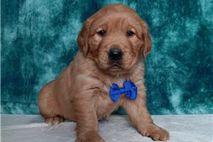 Otis - Golden Retriever for sale