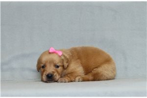 Adelaide - Golden Retriever for sale
