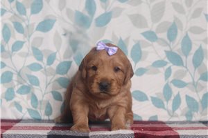 Demetra - Golden Retriever for sale