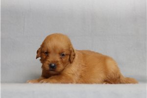 Iris - Golden Retriever for sale
