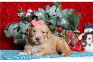 Diamond - Golden Retriever for sale