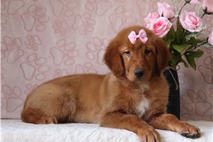 Diana - Golden Retriever for sale