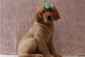 Tabitha - Golden Retriever for sale