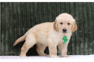 George - Golden Retriever, placed in Zanesville / Cambridge