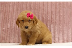Serena - Golden Retriever for sale