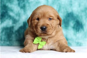 Hamlet - Golden Retriever for sale