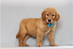 Kodiak - Golden Retriever for sale