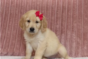Elda - Golden Retriever for sale