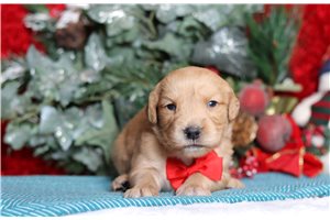 Donald - Golden Retriever for sale