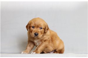 Kiara - Golden Retriever for sale