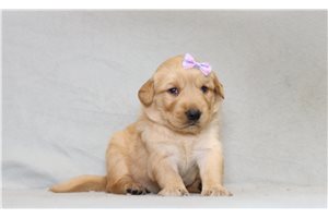 Shyla - Golden Retriever for sale