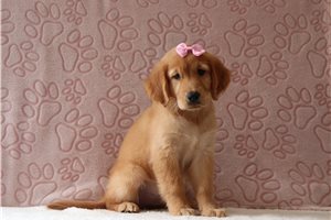 Adele - Golden Retriever for sale