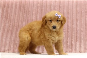 Simone - Golden Retriever for sale