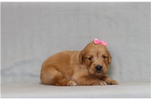 Adele - Golden Retriever for sale